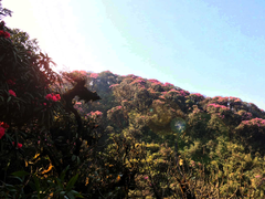 Cách ly xã hội, đừng quên mùa đỗ quyên đẹp rực rỡ ở Fansipan