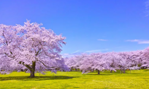 Cây anh đào giúp chống biến đổi khí hậu