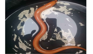 Nông dân Hà Tĩnh bắt được lươn vàng quý hiếm