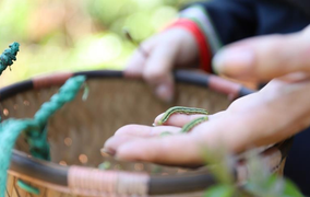 Khám phá mùa săn sâu muồng ở Tây Nguyên 