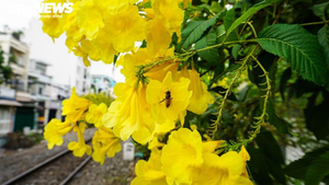 Ảnh: Hoa Huỳnh Liên nở vàng rực đoạn đường sắt dẫn vào ga Sài Gòn