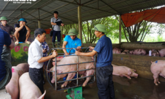 Giá lợn hơi miền Bắc bất ngờ bật tăng