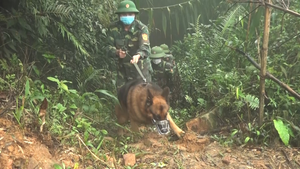 Bộ đội Biên phòng dùng chó nghiệp vụ tuần tra biên giới chống dịch COVID-19 
