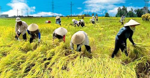 Thủ tướng đồng ý cho xuất khẩu gạo trở lại