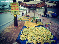 Không tiêu thụ được vì COVID-19, xoài 'đổ bộ' TP.HCM chờ... 'giải cứu'