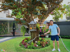 Quốc Trường chăm sóc vườn cây cổ thụ trong biệt thự 700 m2