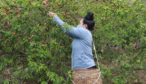 Nghịch lý mận chín đỏ cây, nông dân Sơn La vẫn lo đói