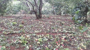 Hơn 200ha mận của nông dân Sơn La rụng tan tác sau trận mưa đá lúc rạng sáng