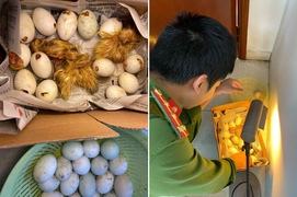 Dân tặng quà quý, chiến sĩ công an thành 'bảo mẫu' bất đắc dĩ của đàn vịt