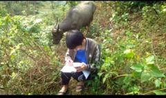Học sinh vùng cao vừa chăn trâu, vừa dò sóng điện thoại học trực tuyến