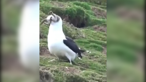 Video: Cận cảnh chim hải âu nuốt sống thỏ