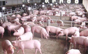 Giá lợn hơi lại tăng vọt