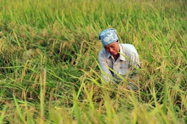 Bộ Nông nghiệp và Phát triển nông thôn kiến nghị tiếp tục xuất khẩu gạo nếp