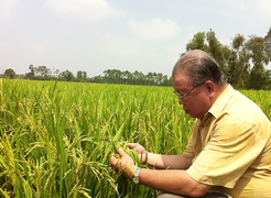 Việt Nam đang dôi dư 3 triệu tấn gạo, có nên xuất khẩu?