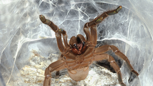 Phát hiện tác dụng bất ngờ từ nọc của loài nhện siêu độc