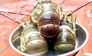 Thực hư thông tin tôm hùm rớt giá thảm, 150.000 đồng/con