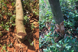 Truy tìm kẻ phá hoại vườn sầu riêng ở Lâm Đồng