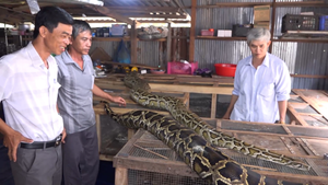 Nông dân An Giang nuôi đàn trăn khổng lồ, mỗi con dài gần 7 mét