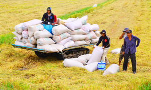 GS Võ Tòng Xuân: Đồng bằng sông Cửu Long thu ít nhất 4 triệu tấn gạo vụ hè thu