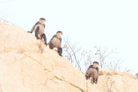 Xuất hiện đàn voọc quý ở rừng ven biển Ninh Thuận