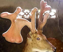 Cặp nhung hươu 'khổng lồ' nặng gần 5kg ở Hà Tĩnh