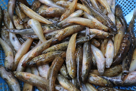 Bắt cá bống ở hồ Phú Ninh