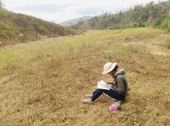 Học sinh leo đồi cao vừa chăn bò vừa dò sóng điện thoại học online mùa dịch 