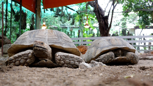 Video: Đàn rùa khổng lồ, mỗi con nặng gần 100 kg tại Hà Nội