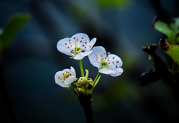 Ảnh: Những mùa hoa đẹp đến nhói tim trên cao nguyên đá Hà Giang