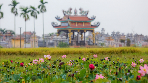 Video: Du khách ngỡ ngàng trước vẻ đẹp của đầm sen nở rộ tại Quảng Nam