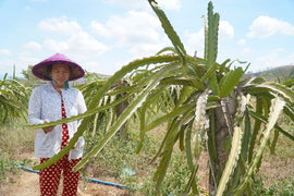 Thanh long ở Bình Thuận chết héo vì khô hạn