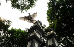 Ảnh: Đàn chim bồ câu ríu rít chơi đùa bên hồ Hoàn Kiếm