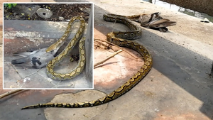 Ghét cảnh đông người, trăn lôi chim vào bụi rậm để làm thịt 