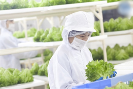 Những ngành học 'lên như diều gặp gió' sau COVID-19