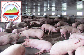 Cổ phiếu doanh nghiệp nuôi lợn tăng như 'diều gặp gió’