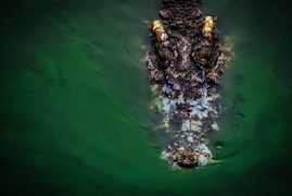 Mổ bụng cá sấu, rụng rời phát hiện cơ thể người 