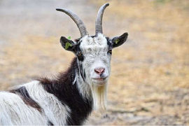 Tử vi ngày 30/4 cho 12 con giáp: Tuổi Mùi coi chừng đồng nghiệp chơi xấu