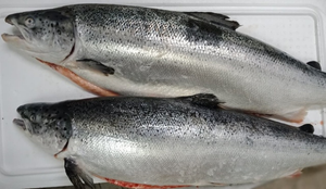 Cá hồi, tôm hùm ồ ạt giảm giá dịp nghỉ lễ 30/4-1/5