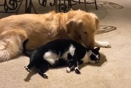 Video chứng minh chó và mèo có thể là bạn thân