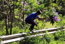 Triệu tập người đàn ông bẻ cành phượng tím ở Đà Lạt gây bức xúc