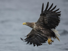 Đại bàng đuôi trắng xuất hiện trên bầu trời Anh sau 240 năm