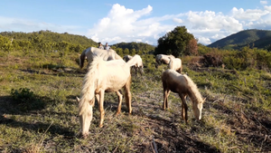 Chàng trai phố núi nuôi ngựa bạch trên 'ốc đảo' giữa dòng sông Ba