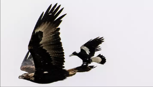 Chim ác là tinh ranh, leo lên đuôi đại bàng để 'quá giang'