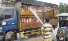 Thủ phủ chăn nuôi lớn nhất nước đẩy mạnh tái đàn, giá thịt lợn có giảm?