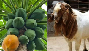 Đu đủ và dê dương tính với virus corona, Tanzania nghi máy xét nghiệm bị lỗi 