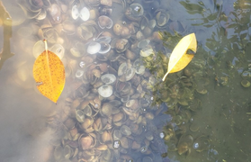 Ảnh: Hàng chục tấn nghêu chết la liệt trên sông Trường Giang