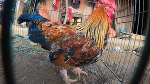 Kỳ lạ con ‘gà 9 cựa’ biến đổi giới tính ở Sơn La 