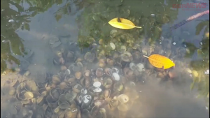 Người dân bất lực nhìn hàng chục tấn nghêu chết trắng trên sông Trường Giang