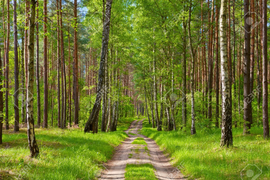 Chọn con đường mòn yêu thích nhất để biết năng lực làm việc của bạn