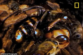 Chiến thuật đoạt mạng ong bắp cày sát thủ 'bậc thầy' của ong mật Nhật Bản